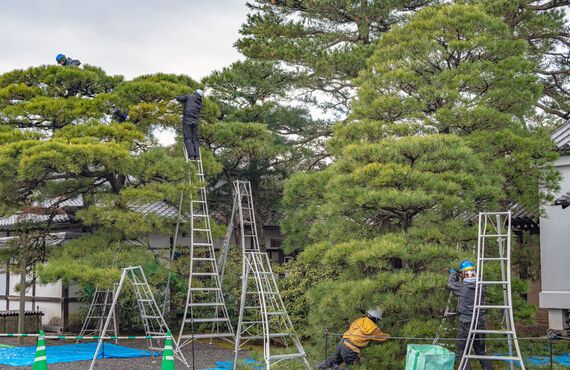 樹木の手入れや松の木の伐採なども承ります | 神戸市の造園なら確かな実績の翠晃園